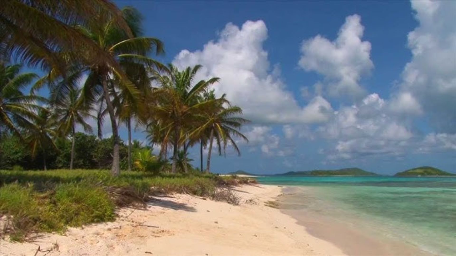 A sandy beach lined with palm trees, featuring clear blue water under a bright sky.