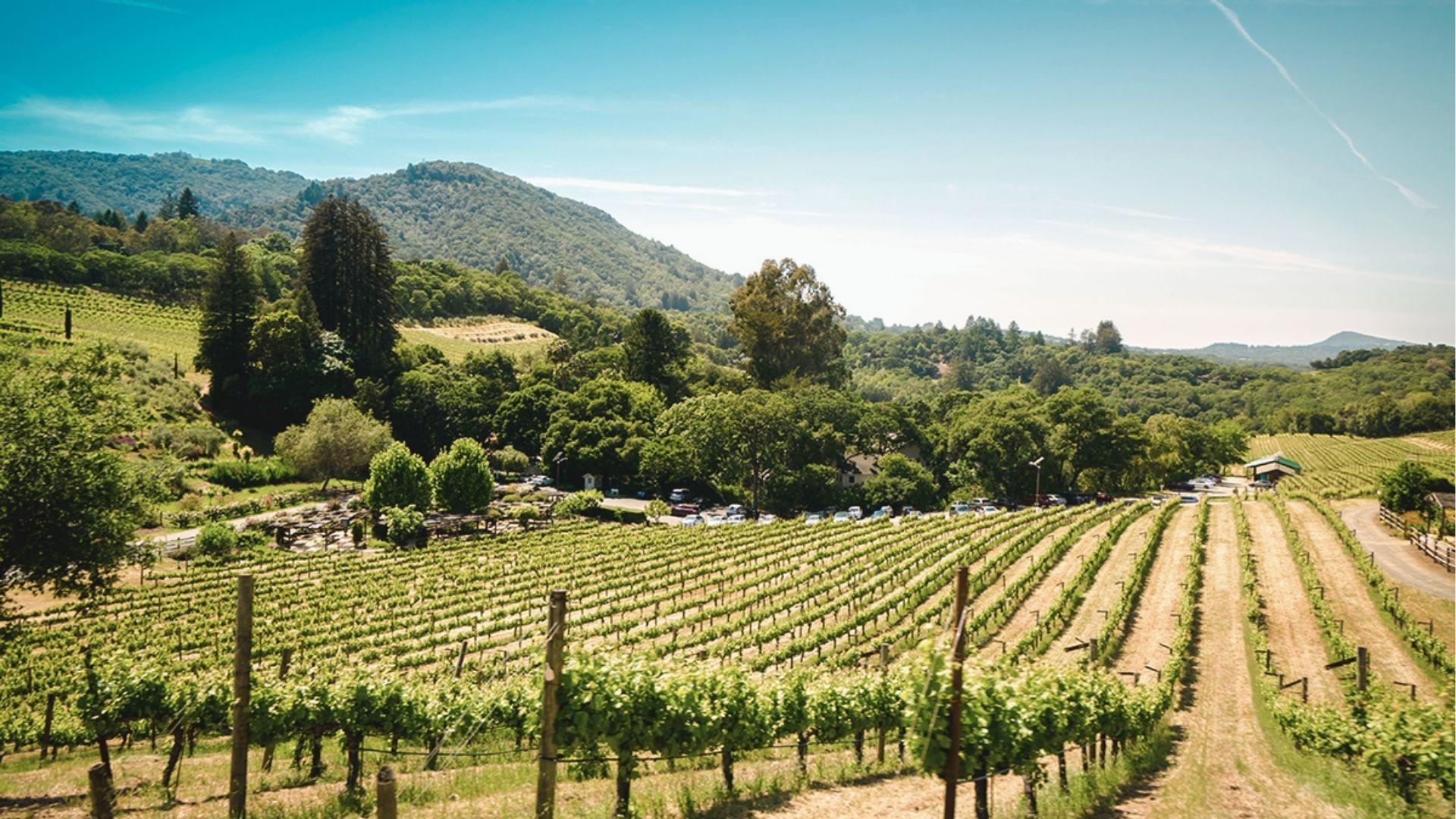 Rows of lush green grapevines roll across sunlit hills with a winery and mountains in the distance.
