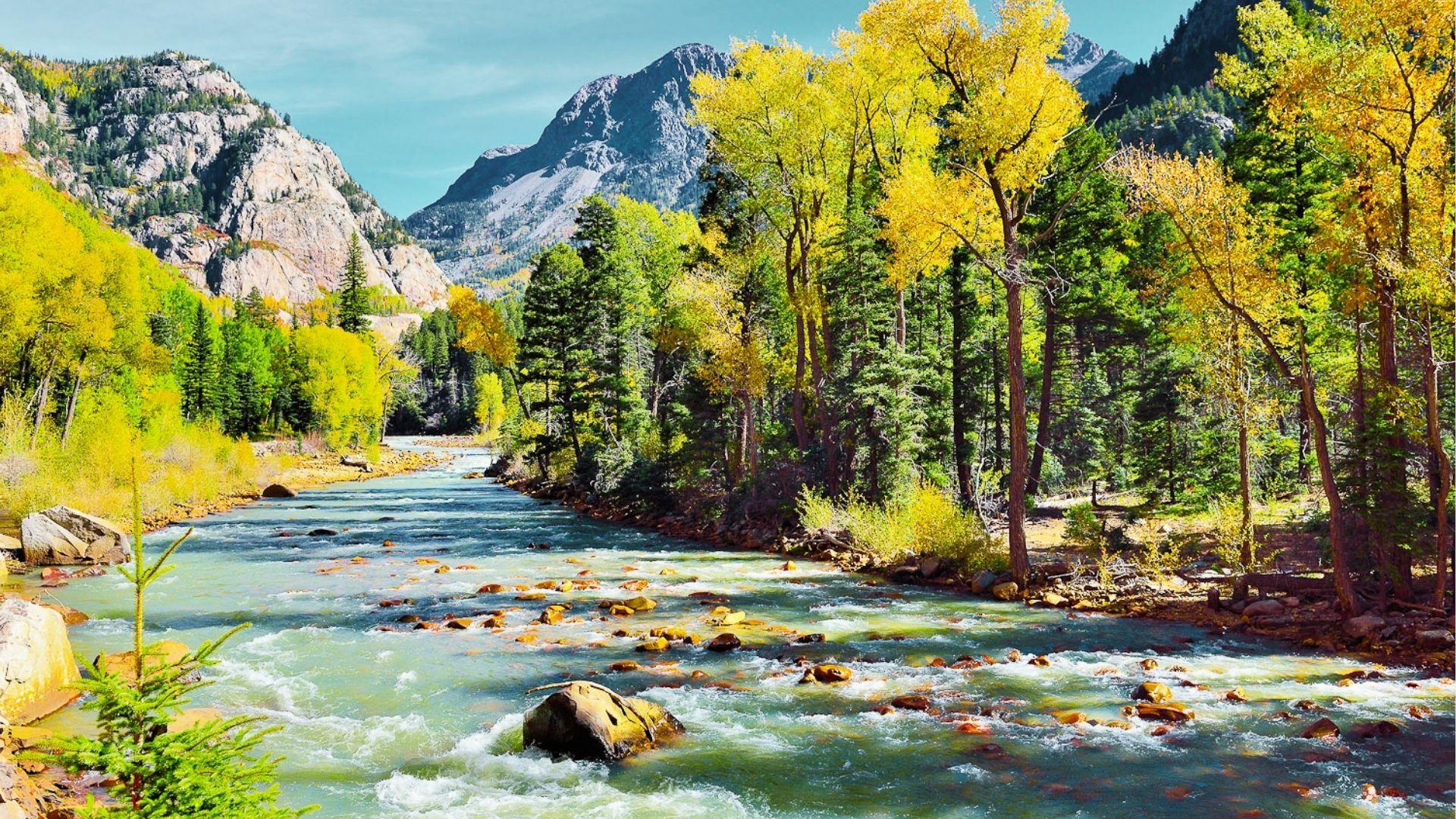 Clear mountain river with rocks flows through autumn yellow trees under blue sky