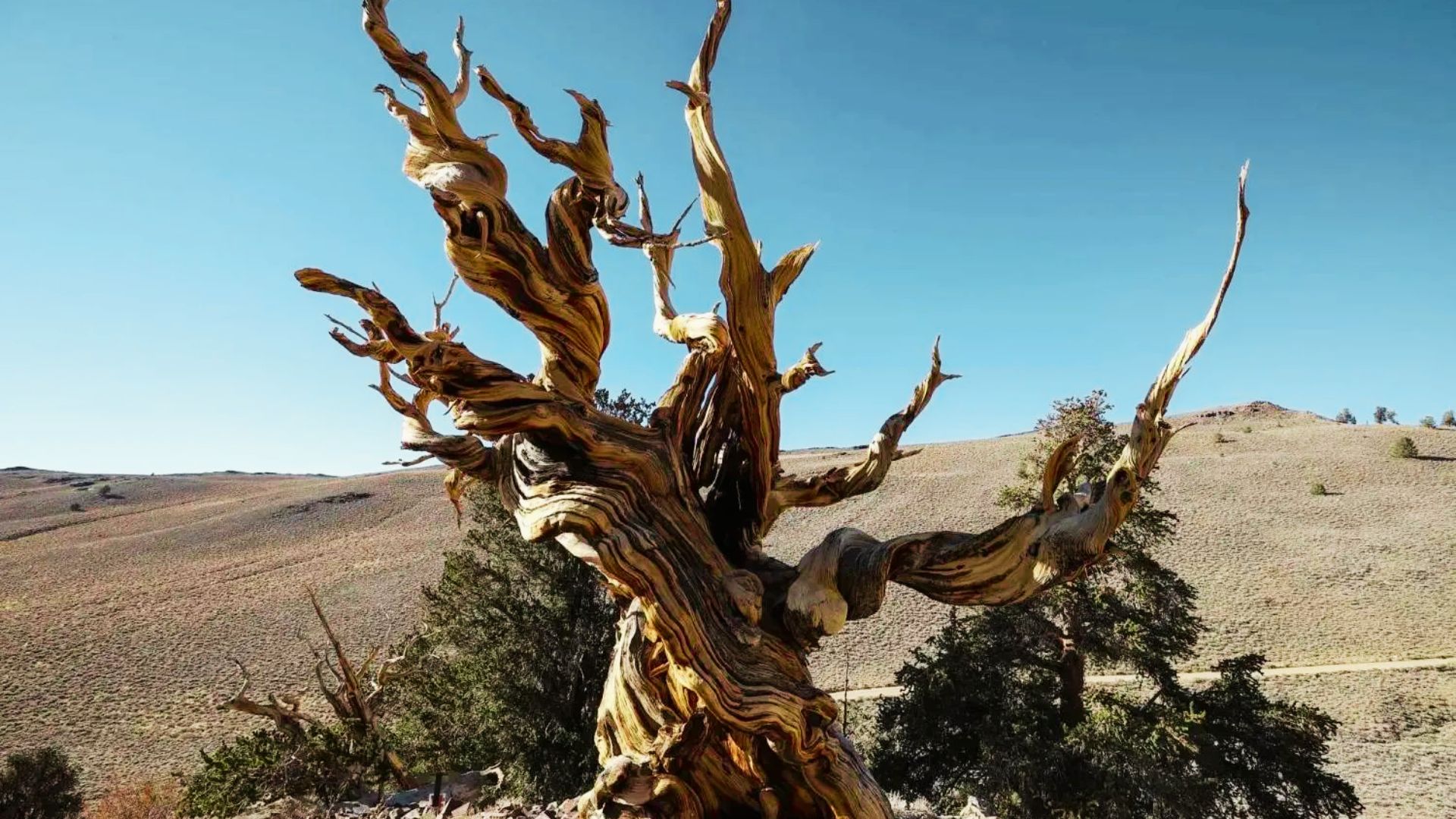A heavily contorted, sun-bleached Methuselah Tree with bare, claw-like branches stands alone against barren hills and a clear blue sky.
