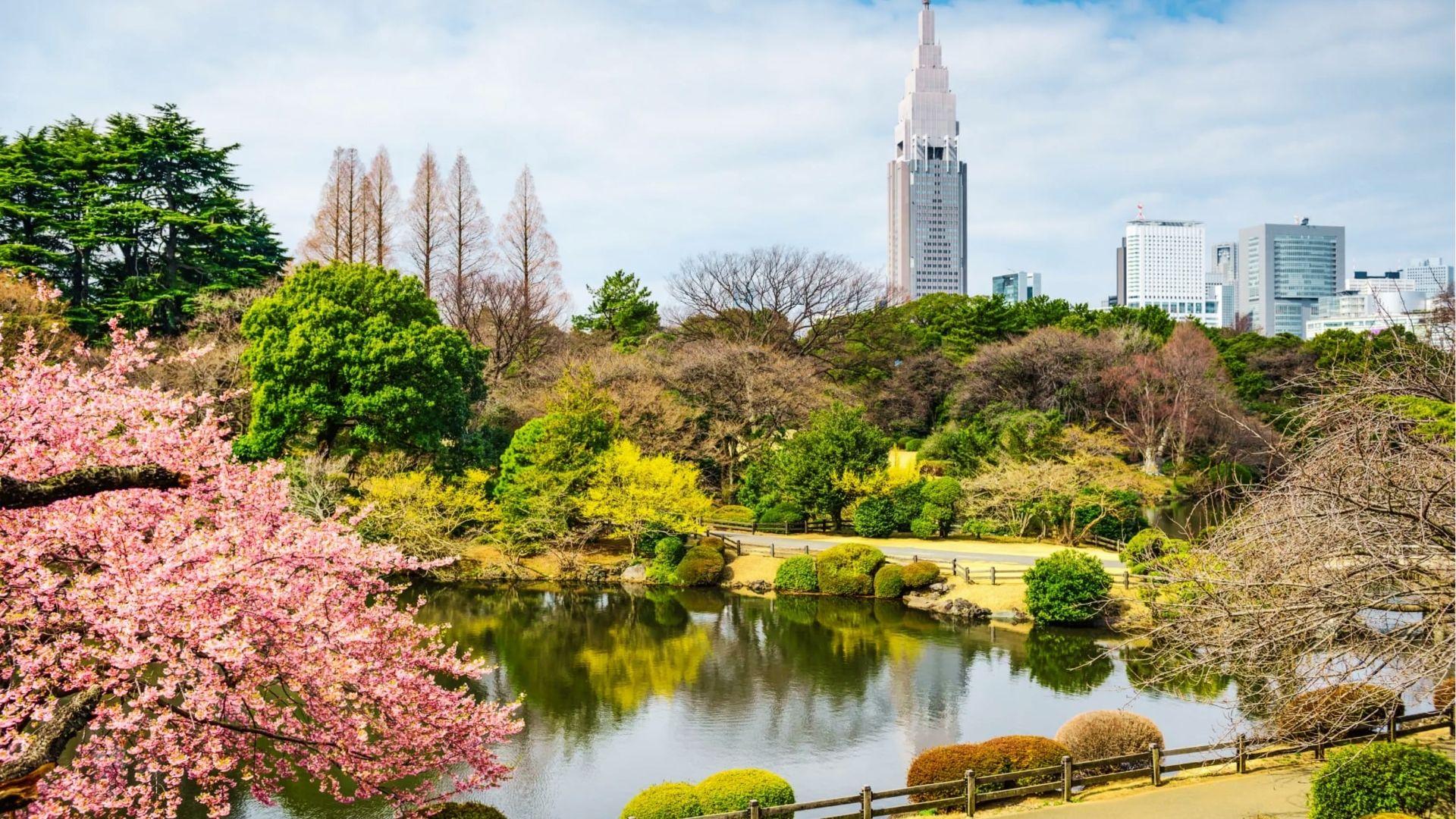 Cherry blossoms and a pond at Shinjuku Gyoen National Garden with the NTT Docomo Tower in the background.