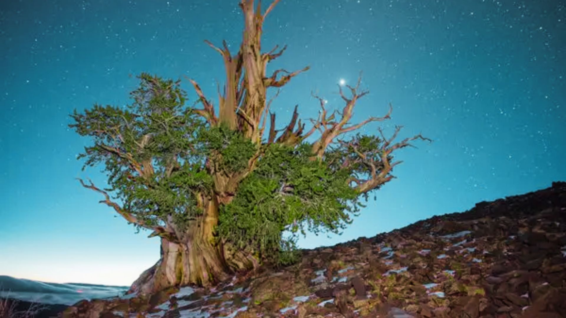 A lone Methuselah Tree with lush green foliage and dead upper branches stands on a rocky slope at twilight under a star-filled night sky.