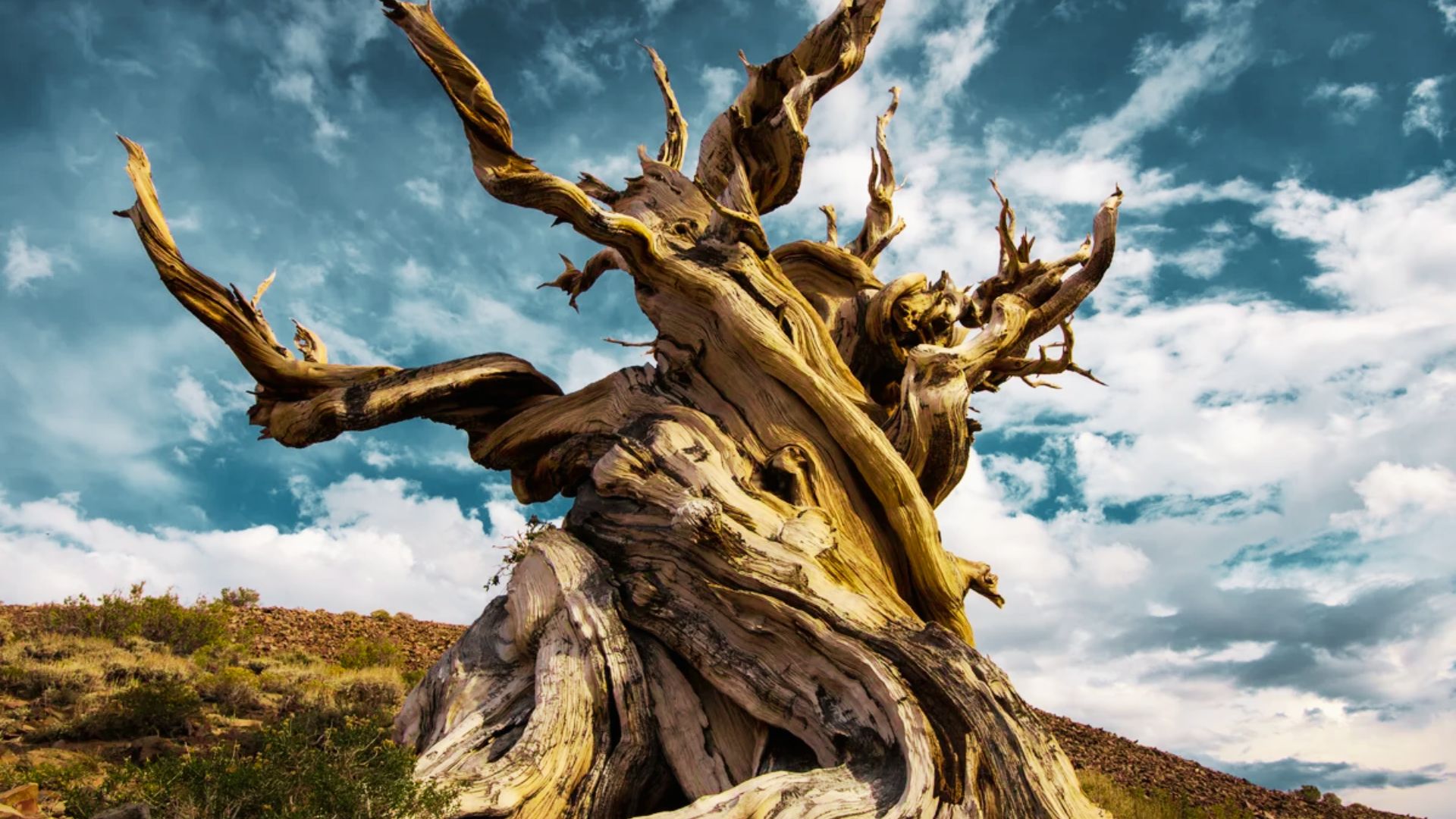 Methuselah Tree Location: Oldest Tree on Earth - GrahmsGuide