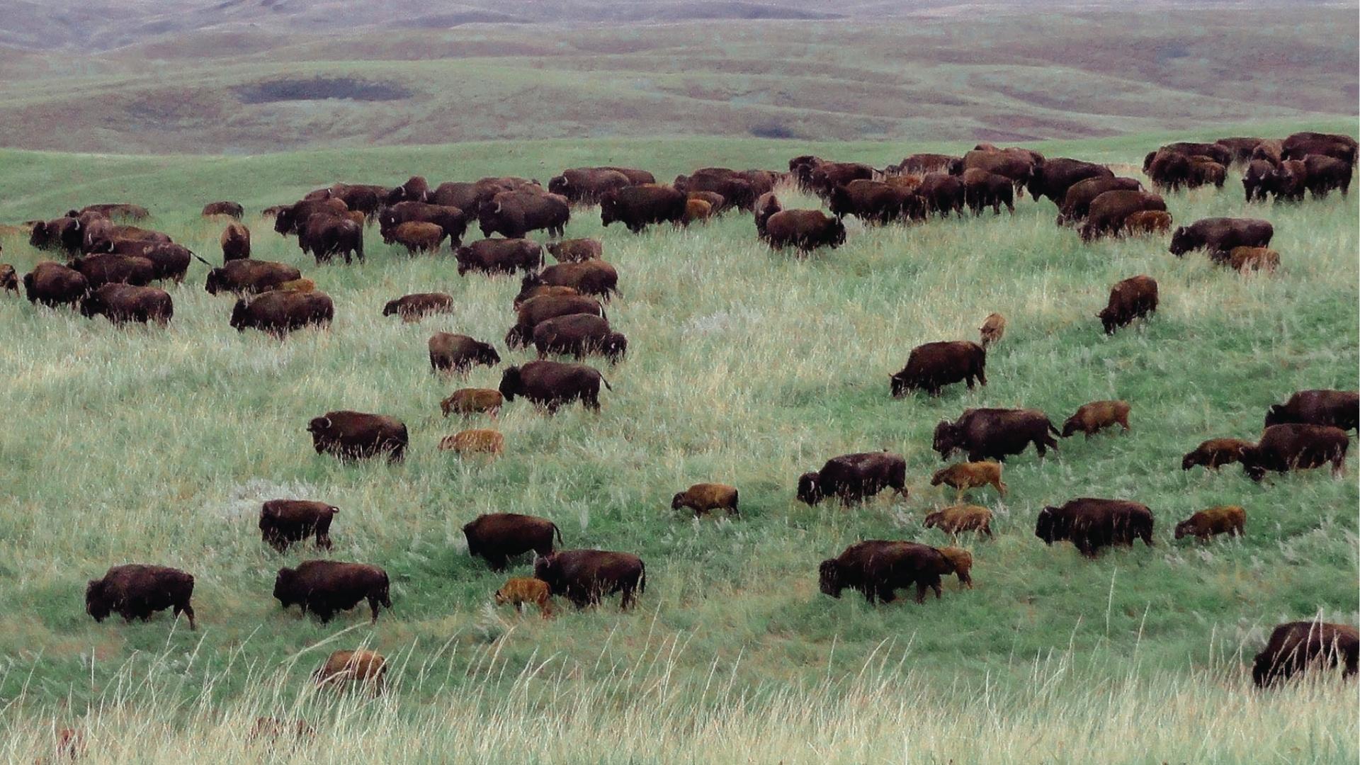 Triple U Buffalo Ranch, South Dakota