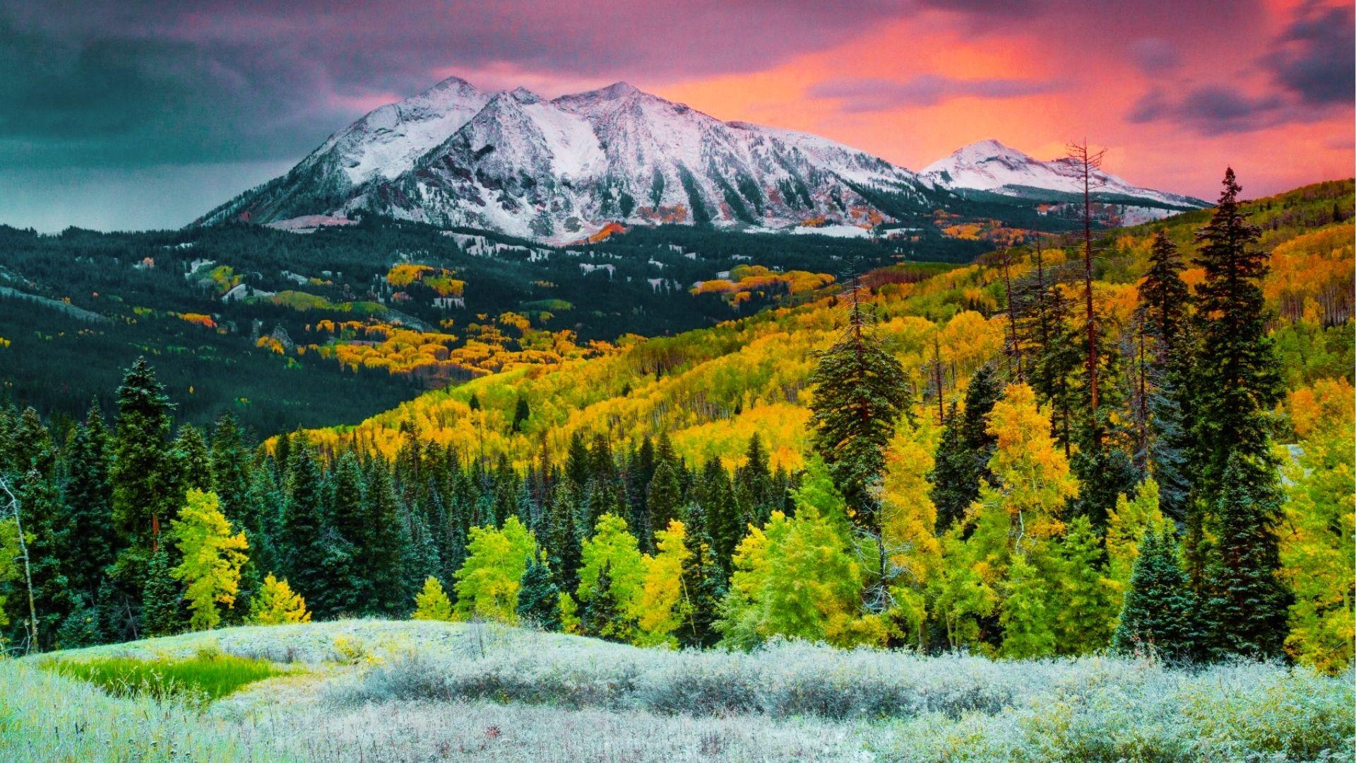 Snowcapped mountains glow pink at sunset above golden aspen trees, evergreens, and frosty meadow