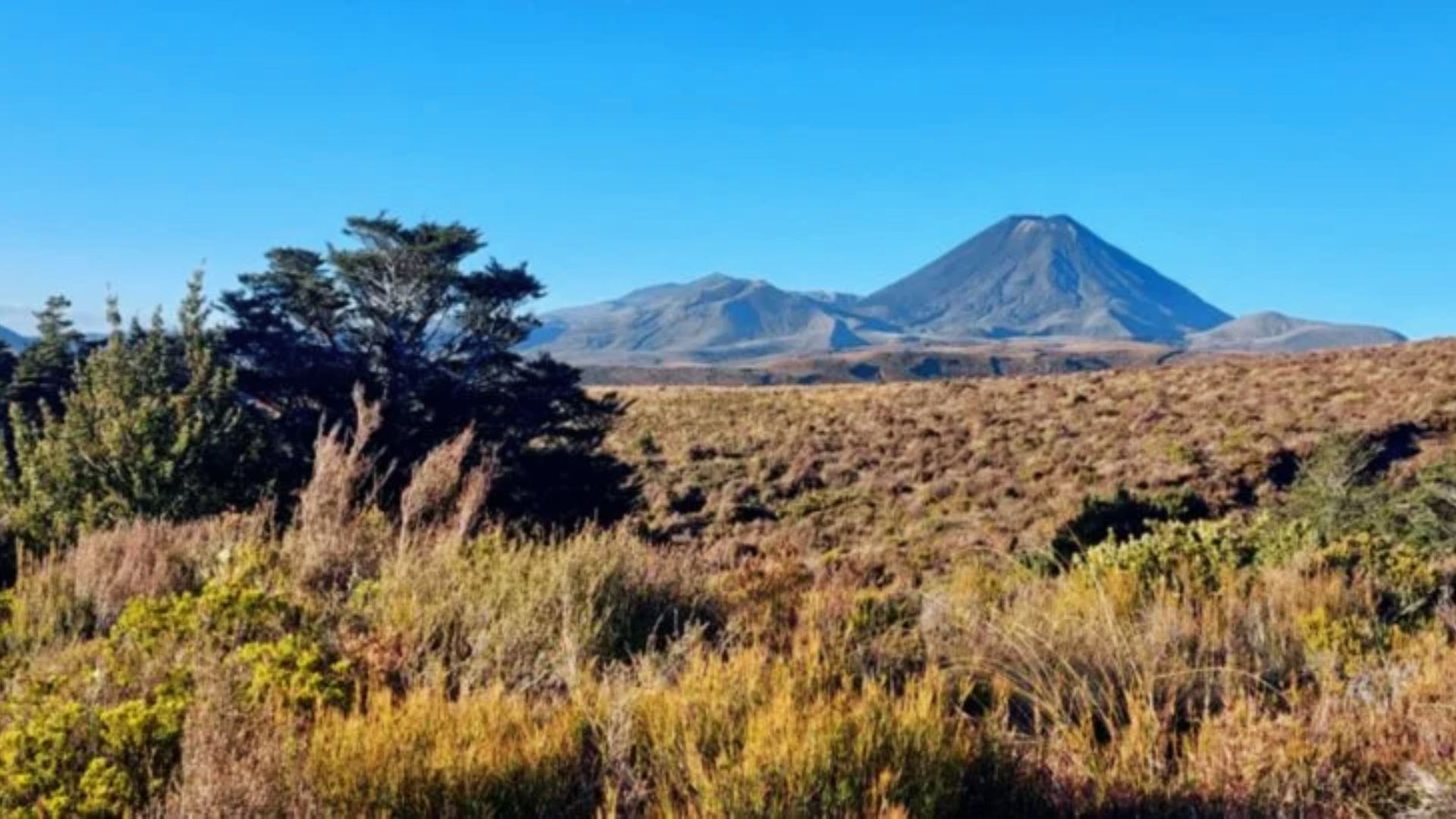 Brown tussock grasslands stretch toward the symmetrical cone of Mount Ngauruhoe under a clear sky.