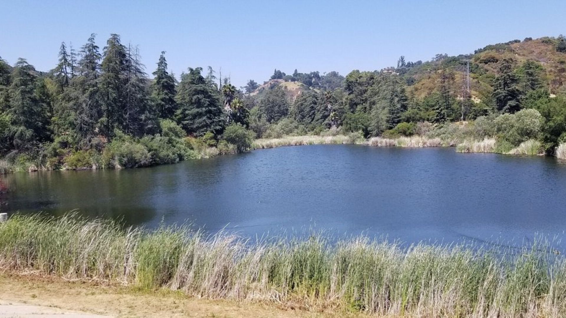 A calm lake surrounded by trees and tall grass under a clear blue sky.