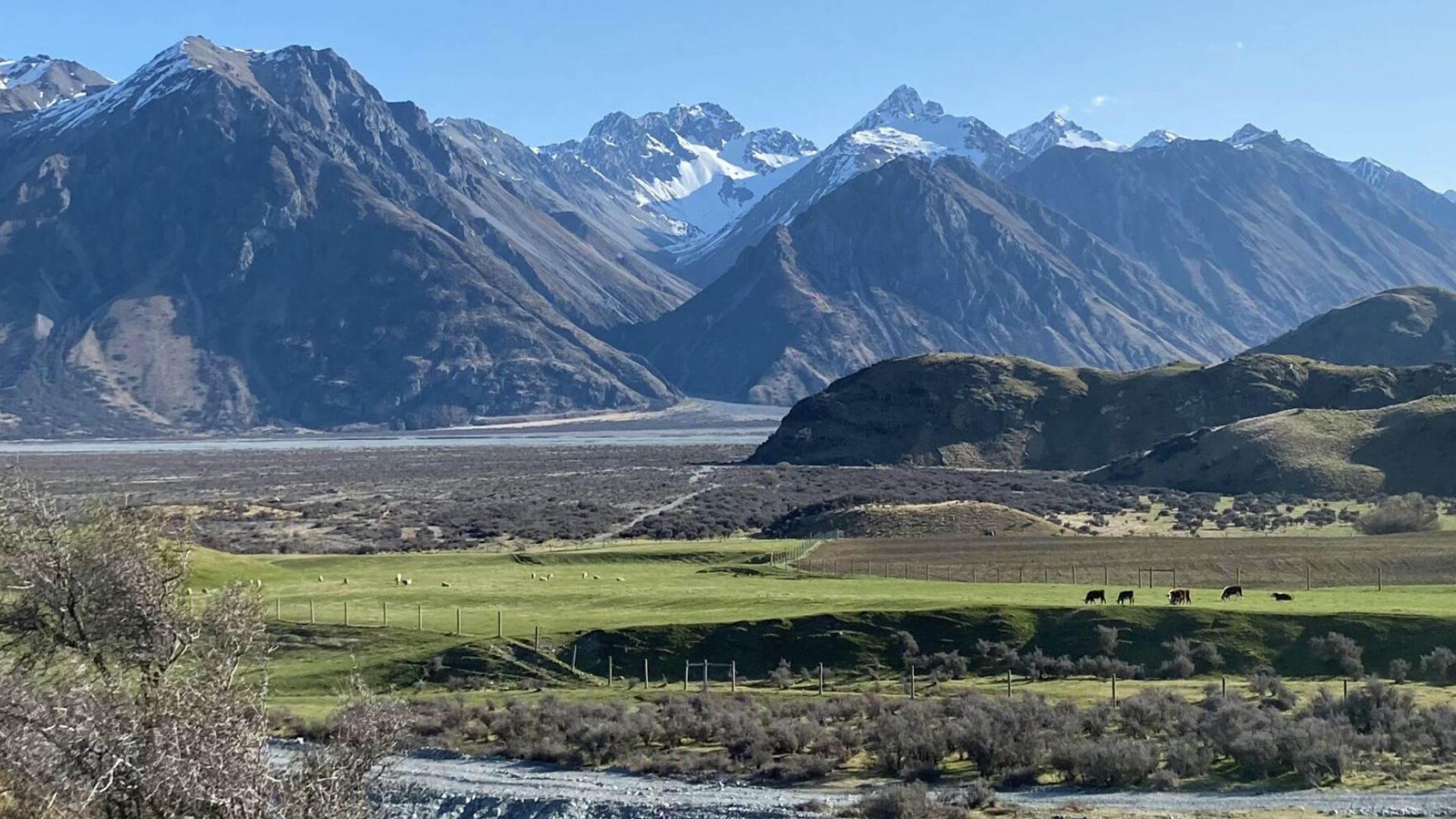 Snow-covered Southern Alps tower over a vast grassy plain with grazing cattle in the foreground.