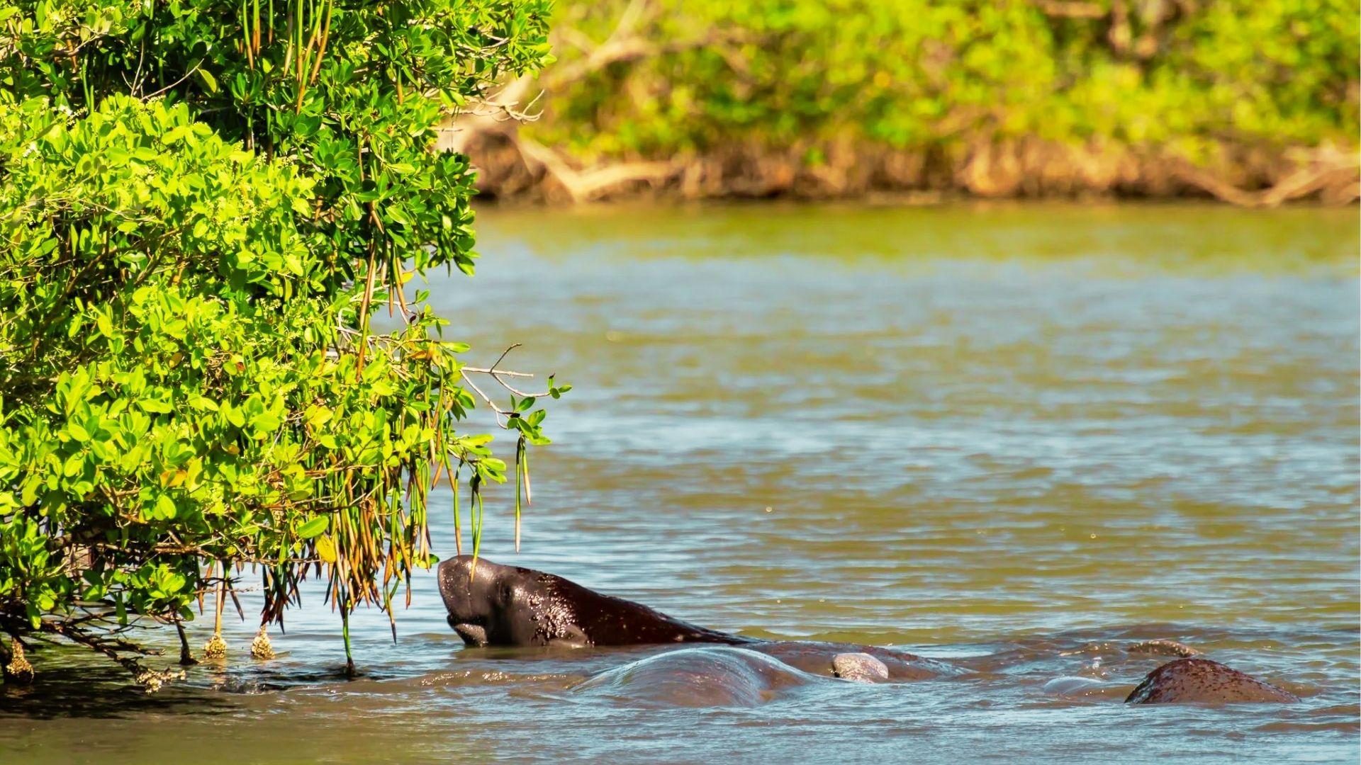 Manatee surfaces to eat mangrove leaves in calm shallow river near green shoreline on sunny