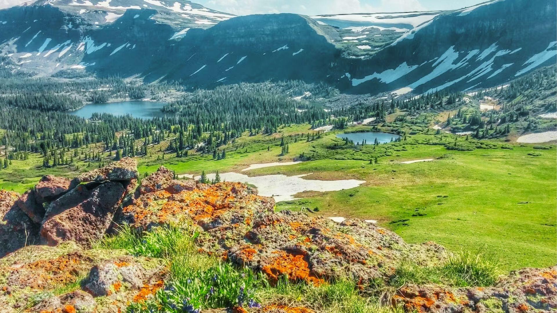 Alpine meadow with lakes, lichen covered rocks, wildflowers, pine forest, and snowcapped mountain backdrop