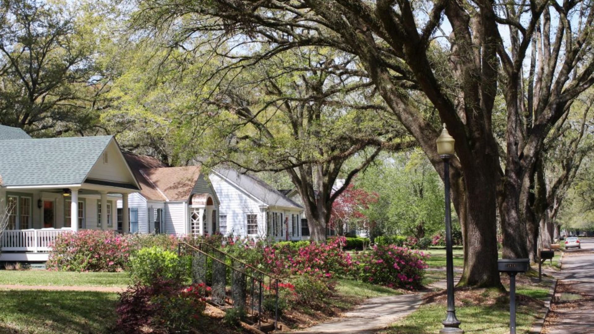 Tree-lined residential street in Laurel, Mississippi with white cottage-style homes and blooming azaleas.