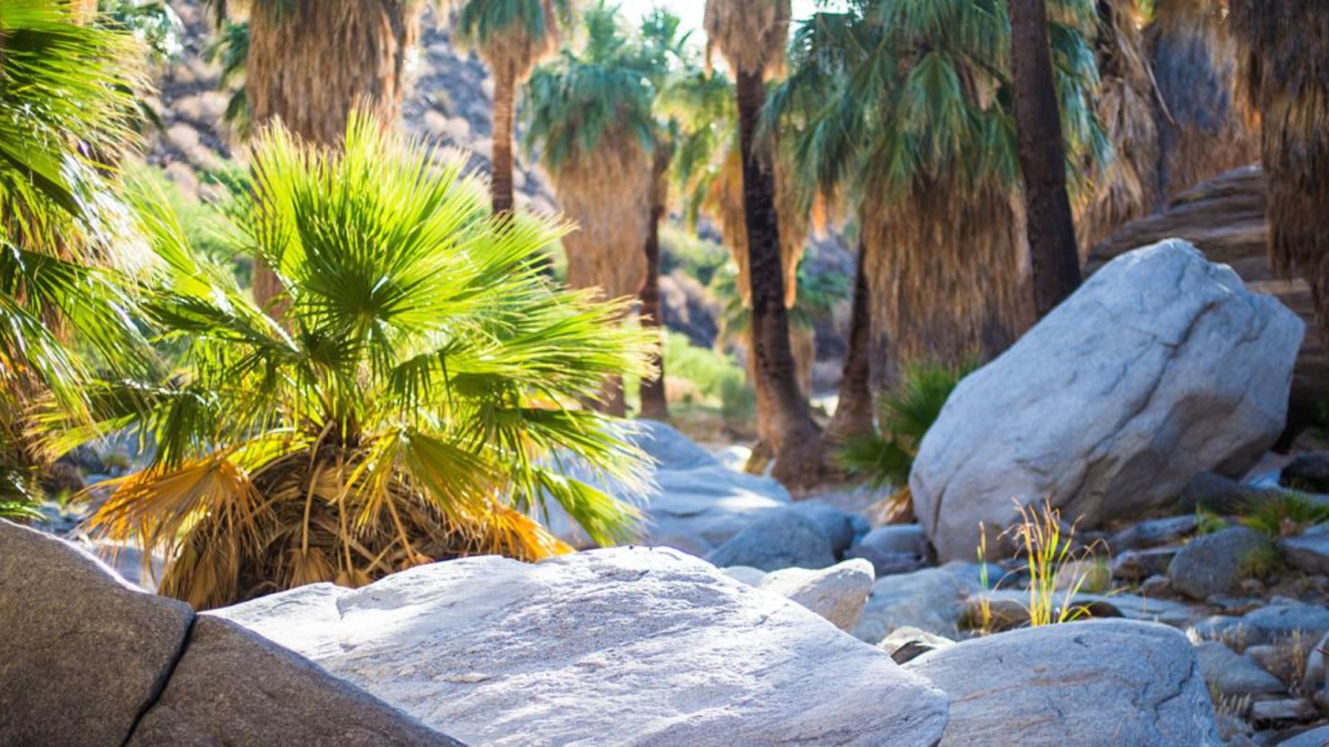 A PHOTO OF BEAUTIFUL DESERT OASIS
