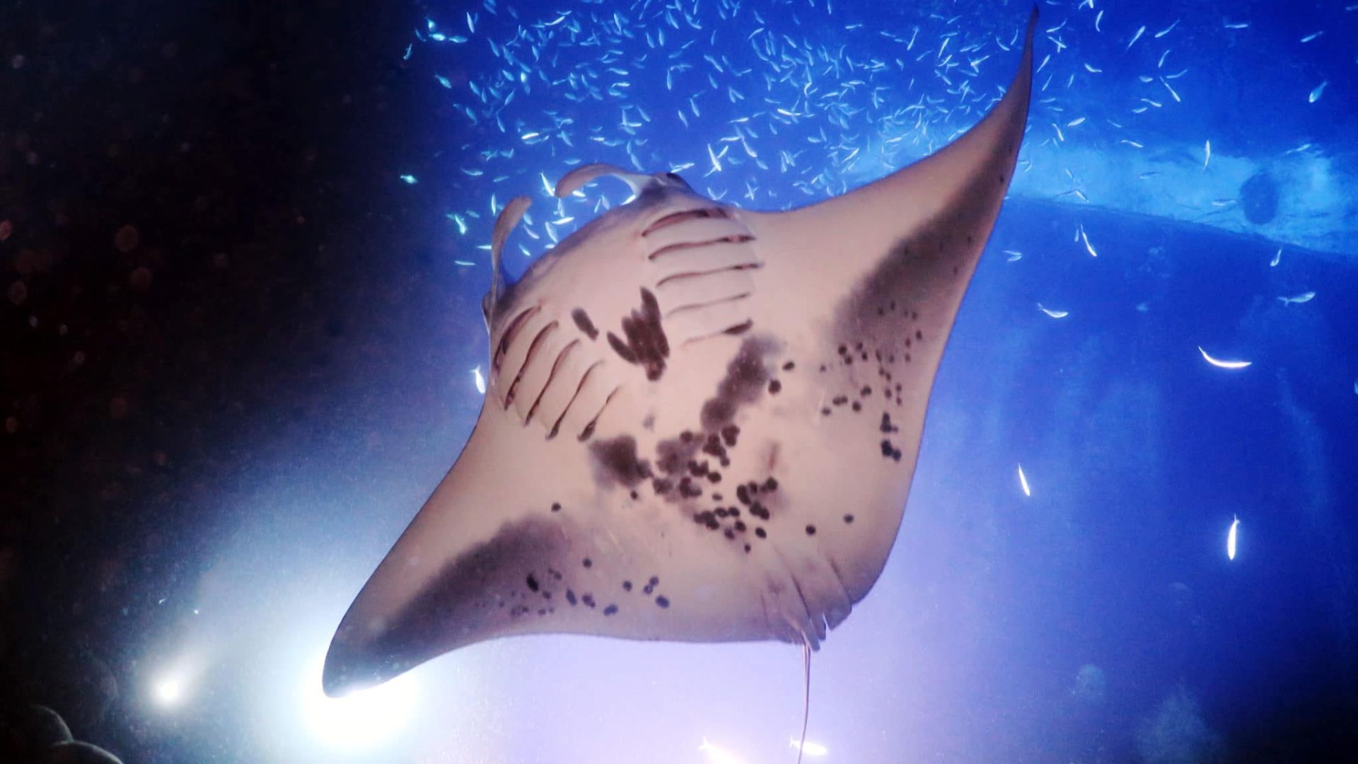 A PHOTO OF A WILD FISH UNDER LIGHTS
