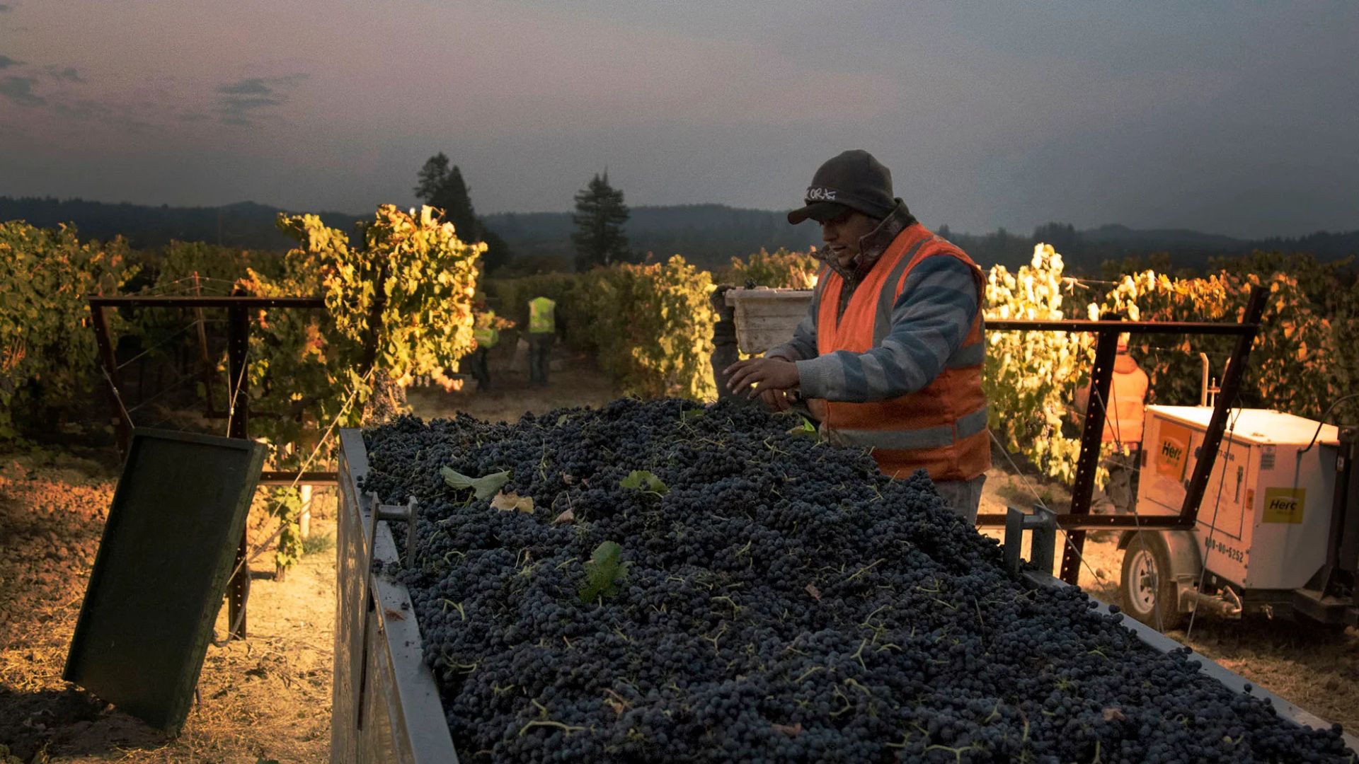 A MAN TRYING TO WORK ON A VINEYARD
