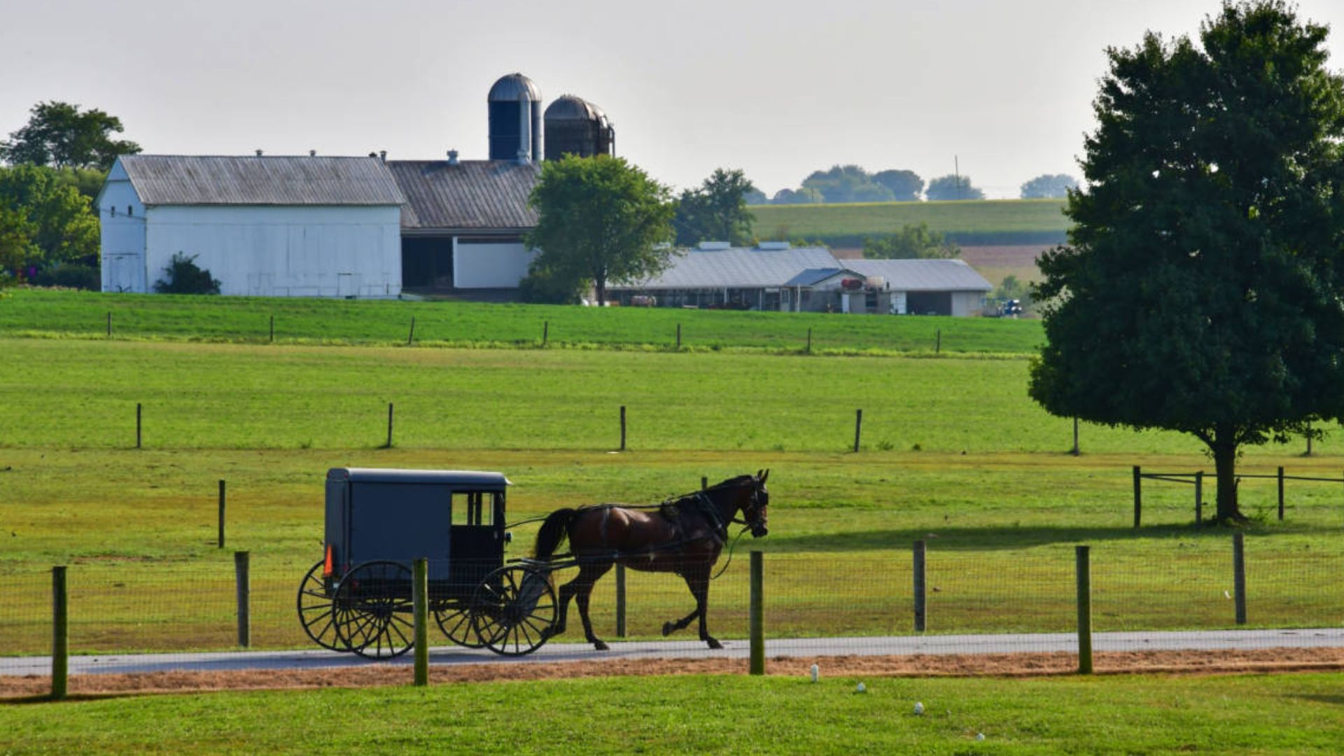 A MAN HORSE RIDING IN A CARRIAGE IN LANCASTER COUNTY
