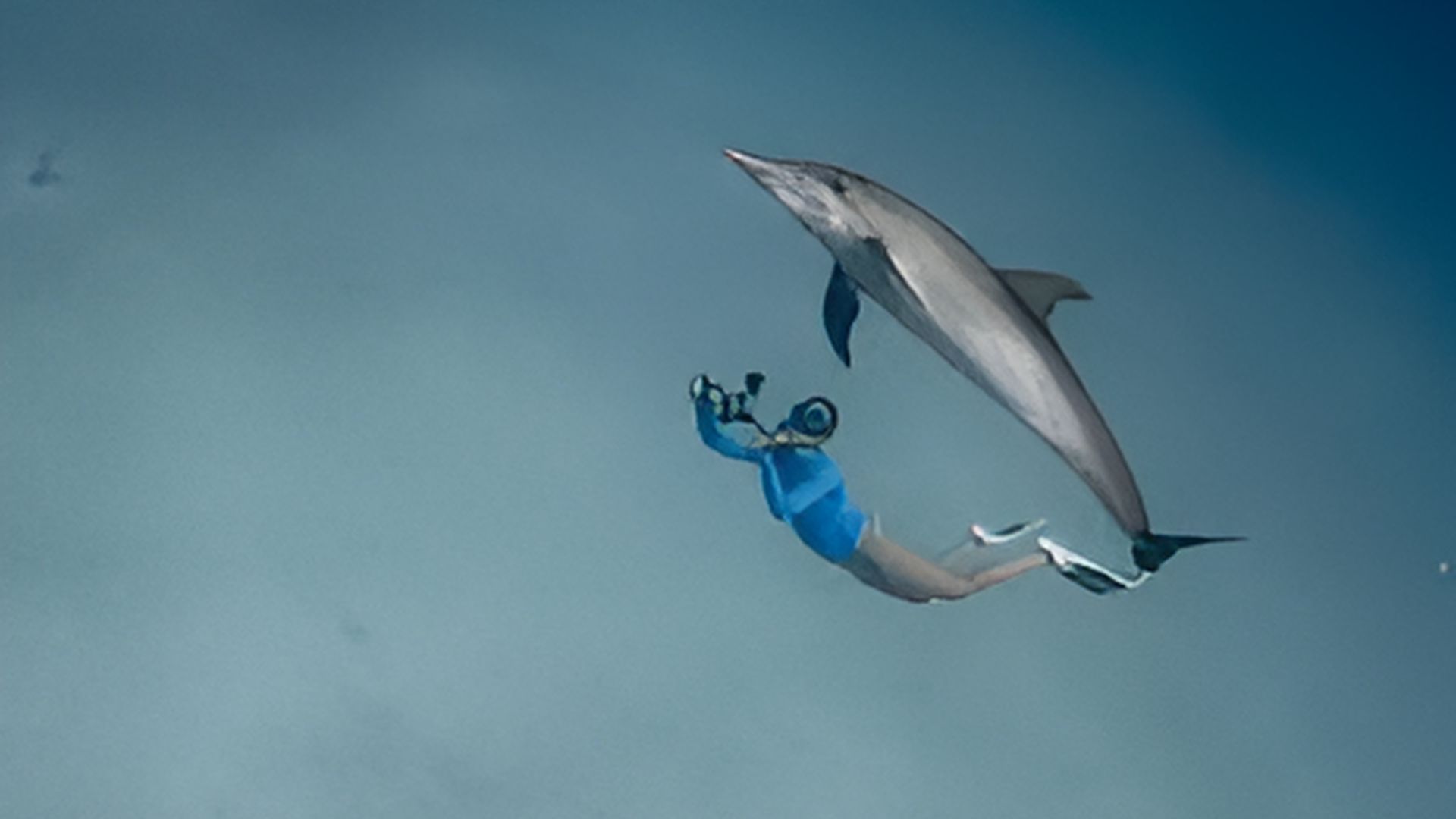 A MAN SWIMMING WITH WILD DOLPHIN IN THE CRYSTAL RIVER
