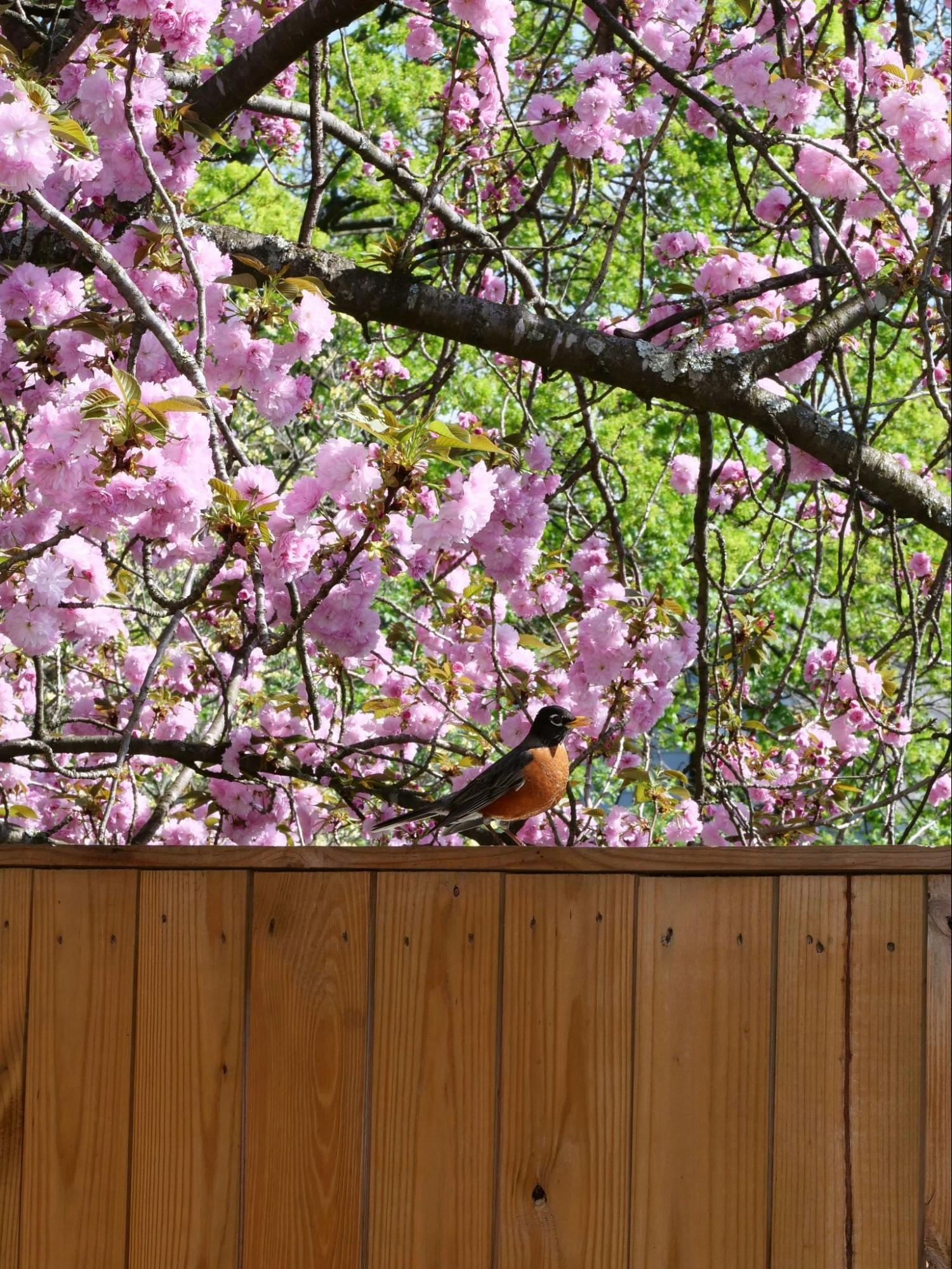 A bird perched on a wooden fence, with a tree in the background, showcasing a serene outdoor scene.
