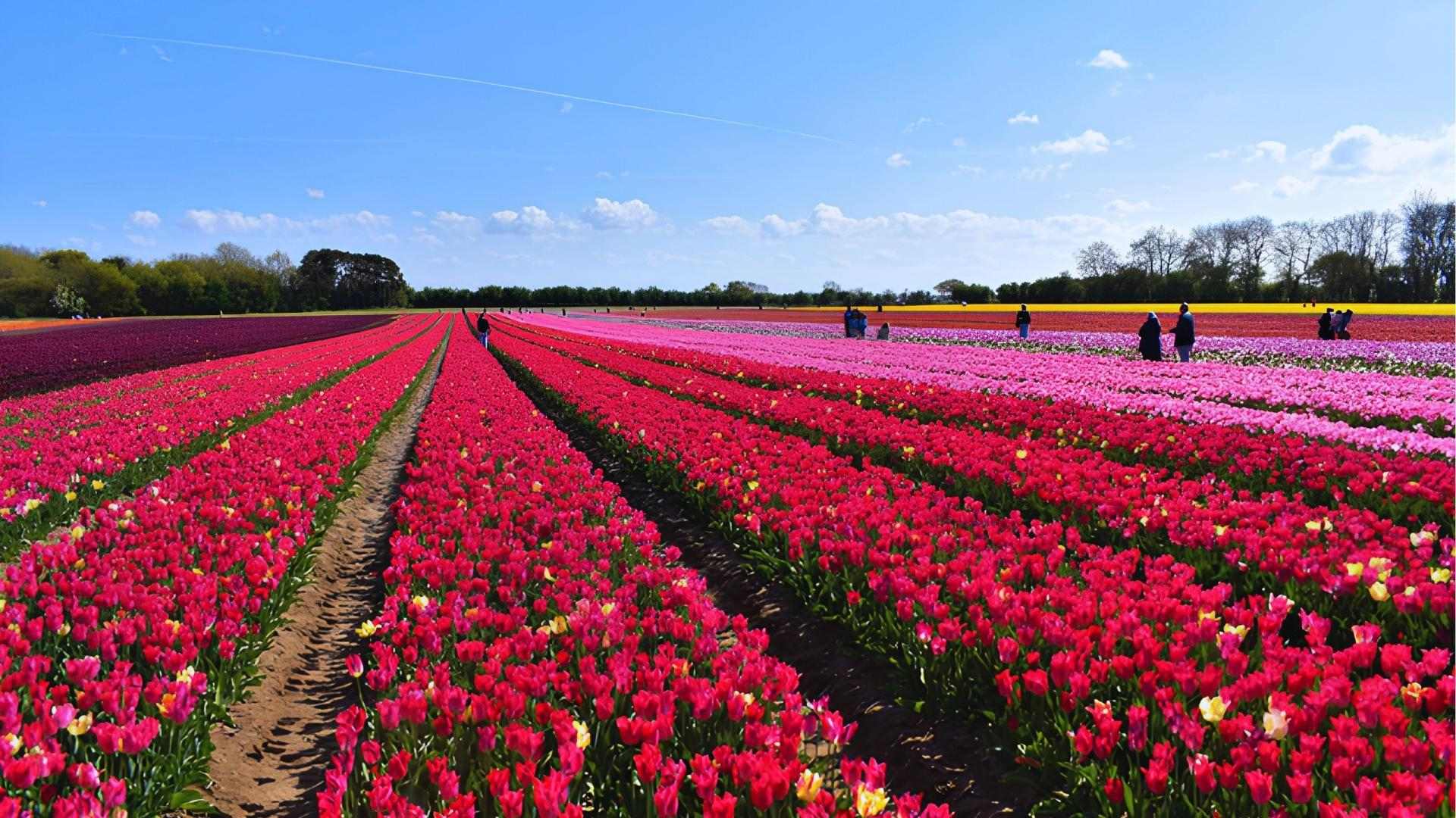 Vibrant tulip fields in rows under blue sky, Munchkinland set built at Ivinghoe, UK for Wicked movie.