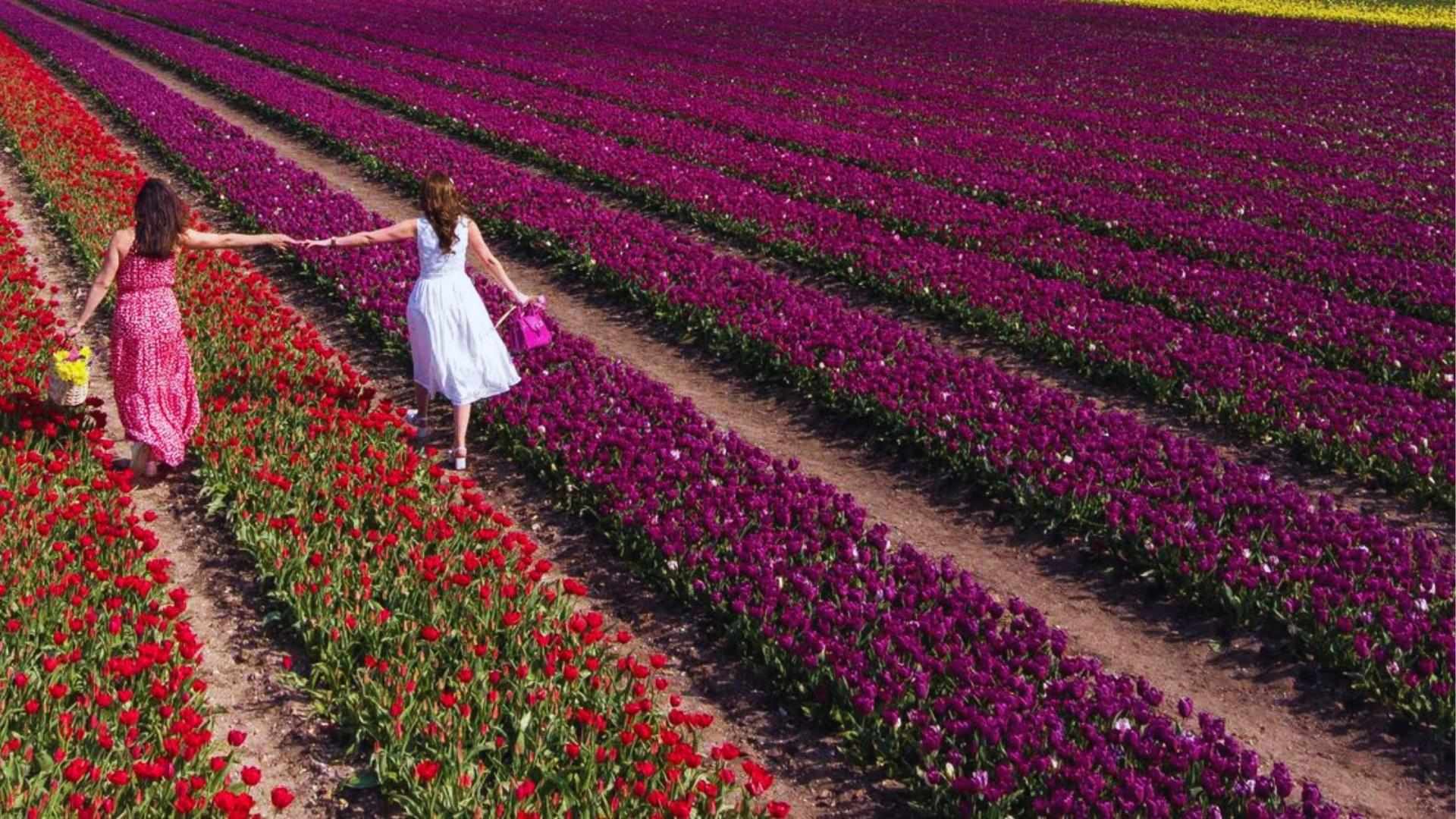 Two women in dresses walk through vibrant tulip fields, Munchkinland set built for Wicked at Ivinghoe.