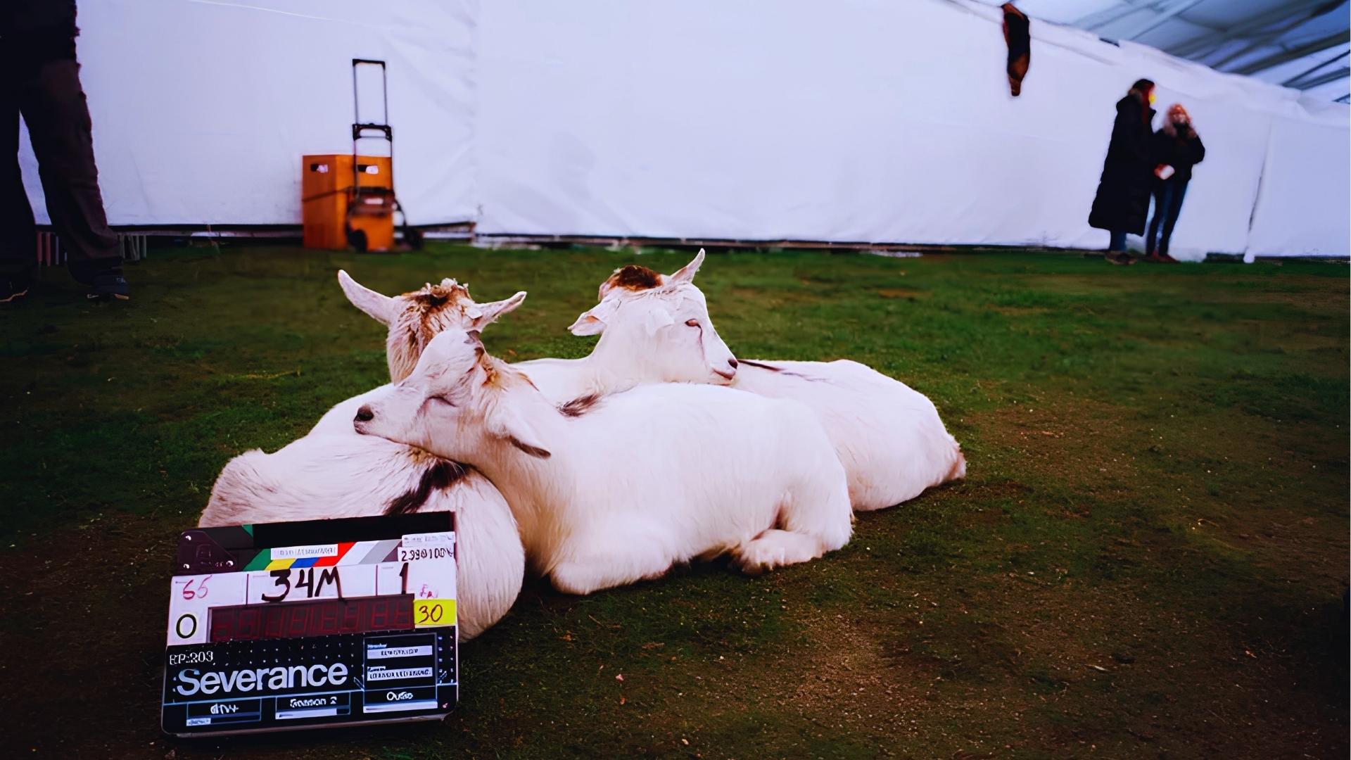 Three white goats rest on grass next to a Severance Season 2 clapperboard on set, behind-the-scenes at a New York filming location.
