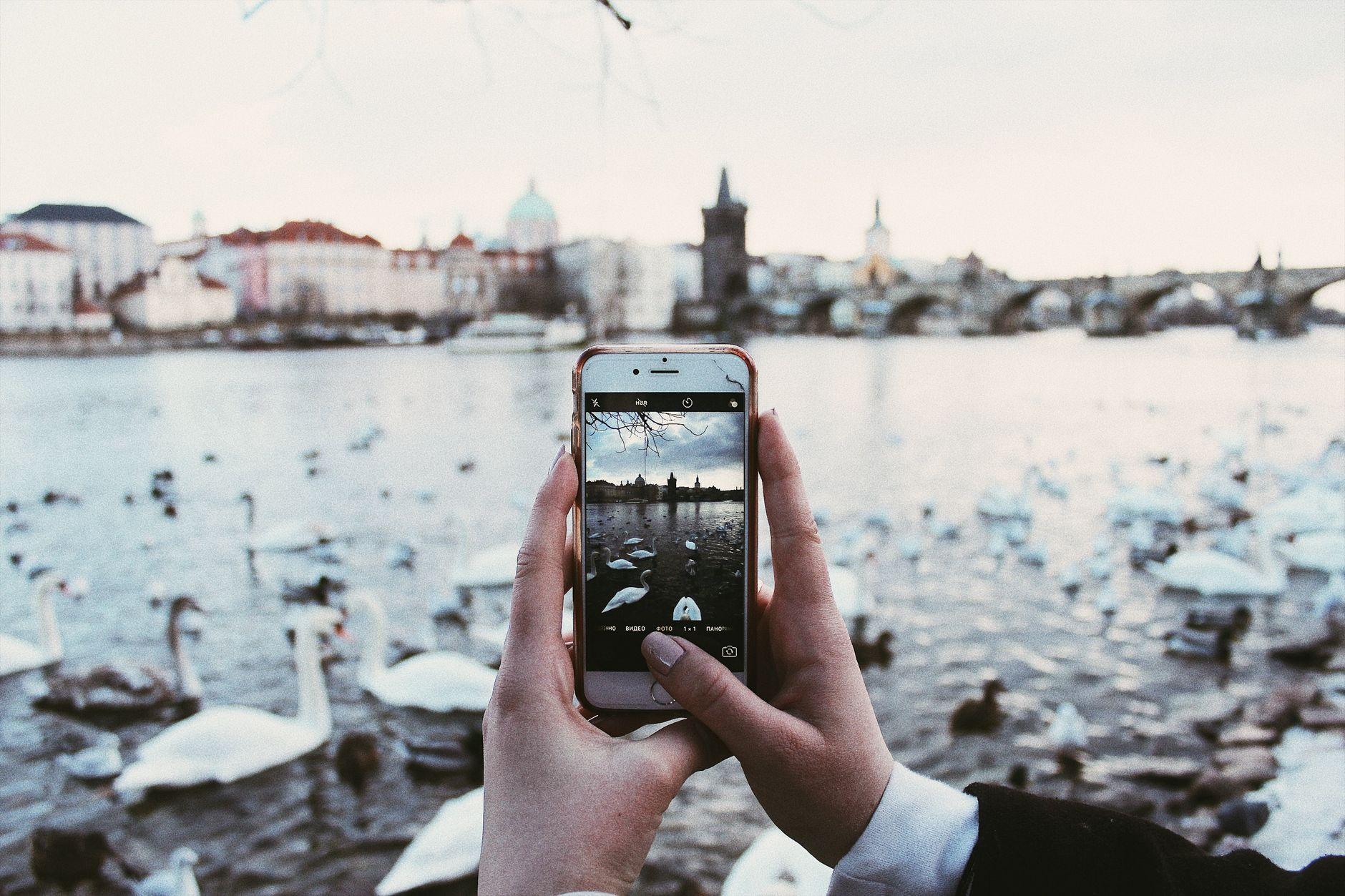 Someone photographing swans on the Vltava in Prague with Charles Bridge behind  